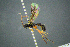  ( - BC-ZSM-HYM-27454-H05)  @11 [ ] CreativeCommons - Attribution Non-Commercial Share-Alike (2017) SNSB, Staatliche Naturwissenschaftliche Sammlungen Bayerns ZSM (SNSB, Zoologische Staatssammlung Muenchen)