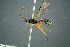  (Campodorus boreator - BC-ZSM-HYM-27454-H07)  @11 [ ] CreativeCommons - Attribution Non-Commercial Share-Alike (2017) SNSB, Staatliche Naturwissenschaftliche Sammlungen Bayerns ZSM (SNSB, Zoologische Staatssammlung Muenchen)