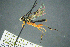  ( - BC-ZSM-HYM-27454-H08)  @14 [ ] CreativeCommons - Attribution Non-Commercial Share-Alike (2017) SNSB, Staatliche Naturwissenschaftliche Sammlungen Bayerns ZSM (SNSB, Zoologische Staatssammlung Muenchen)