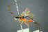  ( - BC-ZSM-HYM-27454-H09)  @11 [ ] CreativeCommons - Attribution Non-Commercial Share-Alike (2017) SNSB, Staatliche Naturwissenschaftliche Sammlungen Bayerns ZSM (SNSB, Zoologische Staatssammlung Muenchen)