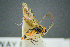  ( - BC-ZSM-HYM-27454-H10)  @11 [ ] CreativeCommons - Attribution Non-Commercial Share-Alike (2017) SNSB, Staatliche Naturwissenschaftliche Sammlungen Bayerns ZSM (SNSB, Zoologische Staatssammlung Muenchen)