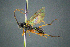  ( - BC-ZSM-HYM-27454-H11)  @13 [ ] CreativeCommons - Attribution Non-Commercial Share-Alike (2017) SNSB, Staatliche Naturwissenschaftliche Sammlungen Bayerns ZSM (SNSB, Zoologische Staatssammlung Muenchen)