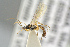  ( - BC-ZSM-HYM-27505-D01)  @12 [ ] CreativeCommons - Attribution Non-Commercial Share-Alike (2017) SNSB, Staatliche Naturwissenschaftliche Sammlungen Bayerns ZSM (SNSB, Zoologische Staatssammlung Muenchen)