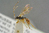  ( - BC-ZSM-HYM-27505-E11)  @13 [ ] CreativeCommons - Attribution Non-Commercial Share-Alike (2017) SNSB, Staatliche Naturwissenschaftliche Sammlungen Bayerns ZSM (SNSB, Zoologische Staatssammlung Muenchen)