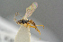  ( - BC-ZSM-HYM-27505-F02)  @12 [ ] CreativeCommons - Attribution Non-Commercial Share-Alike (2017) SNSB, Staatliche Naturwissenschaftliche Sammlungen Bayerns ZSM (SNSB, Zoologische Staatssammlung Muenchen)