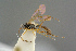  ( - BC-ZSM-HYM-27505-F04)  @11 [ ] CreativeCommons - Attribution Non-Commercial Share-Alike (2017) SNSB, Staatliche Naturwissenschaftliche Sammlungen Bayerns ZSM (SNSB, Zoologische Staatssammlung Muenchen)