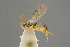  ( - BC-ZSM-HYM-27505-F09)  @14 [ ] CreativeCommons - Attribution Non-Commercial Share-Alike (2017) SNSB, Staatliche Naturwissenschaftliche Sammlungen Bayerns ZSM (SNSB, Zoologische Staatssammlung Muenchen)