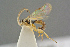  ( - BC-ZSM-HYM-27505-F10)  @13 [ ] CreativeCommons - Attribution Non-Commercial Share-Alike (2017) SNSB, Staatliche Naturwissenschaftliche Sammlungen Bayerns ZSM (SNSB, Zoologische Staatssammlung Muenchen)