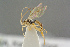 ( - BC-ZSM-HYM-27505-F11)  @13 [ ] CreativeCommons - Attribution Non-Commercial Share-Alike (2017) SNSB, Staatliche Naturwissenschaftliche Sammlungen Bayerns ZSM (SNSB, Zoologische Staatssammlung Muenchen)