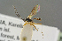  ( - BC-ZSM-HYM-27505-H11)  @12 [ ] CreativeCommons - Attribution Non-Commercial Share-Alike (2017) SNSB, Staatliche Naturwissenschaftliche Sammlungen Bayerns ZSM (SNSB, Zoologische Staatssammlung Muenchen)