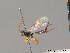  (Itoplectis alternans - BC ZSM HYM 07239)  @13 [ ] CreativeCommons - Attribution Non-Commercial Share-Alike (2014) Stefan Schmidt SNSB, Zoologische Staatssammlung Muenchen