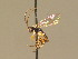  ( - BC ZSM HYM 13603)  @13 [ ] CreativeCommons - Attribution Non-Commercial Share-Alike (2015) Unspecified SNSB, Zoologische Staatssammlung Muenchen
