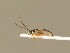  ( - BC ZSM HYM 13675)  @12 [ ] CreativeCommons - Attribution Non-Commercial Share-Alike (2015) Unspecified SNSB, Zoologische Staatssammlung Muenchen