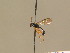  ( - BC ZSM HYM 13685)  @13 [ ] CreativeCommons - Attribution Non-Commercial Share-Alike (2015) Unspecified SNSB, Zoologische Staatssammlung Muenchen