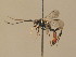  (Virgichneumon tergenus - BC ZSM HYM 13718)  @14 [ ] CreativeCommons - Attribution Non-Commercial Share-Alike (2015) Unspecified SNSB, Zoologische Staatssammlung Muenchen