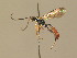  (Crypteffigies lanius - BC ZSM HYM 13724)  @15 [ ] CreativeCommons - Attribution Non-Commercial Share-Alike (2015) Unspecified SNSB, Zoologische Staatssammlung Muenchen