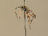  ( - BC ZSM HYM 13730)  @13 [ ] CreativeCommons - Attribution Non-Commercial Share-Alike (2015) Unspecified SNSB, Zoologische Staatssammlung Muenchen