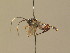  ( - BC ZSM HYM 13731)  @12 [ ] CreativeCommons - Attribution Non-Commercial Share-Alike (2015) Unspecified SNSB, Zoologische Staatssammlung Muenchen