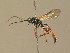  (Colpognathus celerator - BC ZSM HYM 13748)  @14 [ ] CreativeCommons - Attribution Non-Commercial Share-Alike (2015) Unspecified SNSB, Zoologische Staatssammlung Muenchen