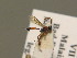  ( - BC ZSM HYM 13769)  @13 [ ] CreativeCommons - Attribution Non-Commercial Share-Alike (2015) Unspecified SNSB, Zoologische Staatssammlung Muenchen