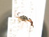  ( - BC ZSM HYM 13772)  @13 [ ] CreativeCommons - Attribution Non-Commercial Share-Alike (2015) Unspecified SNSB, Zoologische Staatssammlung Muenchen