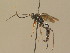  (Virgichneumon dumeticola - BC ZSM HYM 13773)  @13 [ ] CreativeCommons - Attribution Non-Commercial Share-Alike (2015) Unspecified SNSB, Zoologische Staatssammlung Muenchen