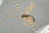  ( - BC ZSM HYM 15598)  @12 [ ] CreativeCommons - Attribution Non-Commercial Share-Alike (2017) SNSB, Staatliche Naturwissenschaftliche Sammlungen Bayerns ZSM (SNSB, Zoologische Staatssammlung Muenchen)
