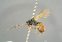  ( - BC ZSM HYM 15618)  @13 [ ] CreativeCommons - Attribution Non-Commercial Share-Alike (2017) SNSB, Staatliche Naturwissenschaftliche Sammlungen Bayerns ZSM (SNSB, Zoologische Staatssammlung Muenchen)