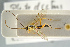  (Phytodietus polyzonias - BC ZSM HYM 15647)  @13 [ ] CreativeCommons - Attribution Non-Commercial Share-Alike (2017) SNSB, Staatliche Naturwissenschaftliche Sammlungen Bayerns ZSM (SNSB, Zoologische Staatssammlung Muenchen)