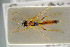  ( - BC ZSM HYM 15652)  @12 [ ] CreativeCommons - Attribution Non-Commercial Share-Alike (2017) SNSB, Staatliche Naturwissenschaftliche Sammlungen Bayerns ZSM (SNSB, Zoologische Staatssammlung Muenchen)