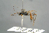  ( - BC ZSM HYM 15667)  @13 [ ] CreativeCommons - Attribution Non-Commercial Share-Alike (2017) SNSB, Staatliche Naturwissenschaftliche Sammlungen Bayerns ZSM (SNSB, Zoologische Staatssammlung Muenchen)