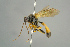  (Cosmoconus nigriventris - BC ZSM HYM 15671)  @14 [ ] CreativeCommons - Attribution Non-Commercial Share-Alike (2017) SNSB, Staatliche Naturwissenschaftliche Sammlungen Bayerns ZSM (SNSB, Zoologische Staatssammlung Muenchen)