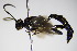  ( - BC ZSM HYM 16375)  @12 [ ] CreativeCommons - Attribution Non-Commercial Share-Alike (2015) Unspecified SNSB, Zoologische Staatssammlung Muenchen