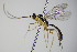  ( - BC ZSM HYM 16389)  @13 [ ] CreativeCommons - Attribution Non-Commercial Share-Alike (2015) Unspecified SNSB, Zoologische Staatssammlung Muenchen