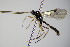  (Stilbops vetula - BC ZSM HYM 16397)  @13 [ ] CreativeCommons - Attribution Non-Commercial Share-Alike (2015) Unspecified SNSB, Zoologische Staatssammlung Muenchen
