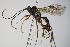  ( - BC ZSM HYM 16405)  @11 [ ] CreativeCommons - Attribution Non-Commercial Share-Alike (2015) Unspecified SNSB, Zoologische Staatssammlung Muenchen