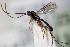  ( - BC ZSM HYM 16406)  @13 [ ] CreativeCommons - Attribution Non-Commercial Share-Alike (2015) Unspecified SNSB, Zoologische Staatssammlung Muenchen