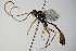  (Hadrodactylus tiphae - BC ZSM HYM 16412)  @13 [ ] CreativeCommons - Attribution Non-Commercial Share-Alike (2015) Unspecified SNSB, Zoologische Staatssammlung Muenchen