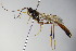  ( - BC ZSM HYM 16426)  @13 [ ] CreativeCommons - Attribution Non-Commercial Share-Alike (2015) Unspecified SNSB, Zoologische Staatssammlung Muenchen