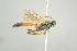  ( - BC ZSM HYM 19780)  @12 [ ] CreativeCommons - Attribution Non-Commercial Share-Alike (2017) SNSB, Staatliche Naturwissenschaftliche Sammlungen Bayerns ZSM (SNSB, Zoologische Staatssammlung Muenchen)