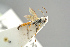  ( - BC ZSM HYM 19791)  @12 [ ] CreativeCommons - Attribution Non-Commercial Share-Alike (2017) SNSB, Staatliche Naturwissenschaftliche Sammlungen Bayerns ZSM (SNSB, Zoologische Staatssammlung Muenchen)