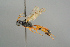  ( - BC ZSM HYM 19793)  @12 [ ] CreativeCommons - Attribution Non-Commercial Share-Alike (2017) SNSB, Staatliche Naturwissenschaftliche Sammlungen Bayerns ZSM (SNSB, Zoologische Staatssammlung Muenchen)