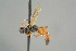  ( - BC ZSM HYM 19794)  @12 [ ] CreativeCommons - Attribution Non-Commercial Share-Alike (2017) SNSB, Staatliche Naturwissenschaftliche Sammlungen Bayerns ZSM (SNSB, Zoologische Staatssammlung Muenchen)