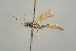  ( - BC ZSM HYM 19801)  @13 [ ] CreativeCommons - Attribution Non-Commercial Share-Alike (2017) SNSB, Staatliche Naturwissenschaftliche Sammlungen Bayerns ZSM (SNSB, Zoologische Staatssammlung Muenchen)