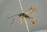  ( - BC ZSM HYM 19845)  @13 [ ] CreativeCommons - Attribution Non-Commercial Share-Alike (2017) SNSB, Staatliche Naturwissenschaftliche Sammlungen Bayerns ZSM (SNSB, Zoologische Staatssammlung Muenchen)