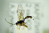  ( - BC ZSM HYM 20918)  @12 [ ] CreativeCommons - Attribution Non-Commercial Share-Alike (2014) Stefan Schmidt SNSB, Zoologische Staatssammlung Muenchen