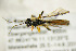  ( - BC ZSM HYM 21282)  @12 [ ] CreativeCommons - Attribution Non-Commercial Share-Alike (2019) SNSB, Staatliche Naturwissenschaftliche Sammlungen Bayerns ZSM (SNSB, Zoologische Staatssammlung Muenchen)