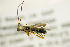 ( - BC ZSM HYM 21302)  @12 [ ] CreativeCommons - Attribution Non-Commercial Share-Alike (2019) SNSB, Staatliche Naturwissenschaftliche Sammlungen Bayerns ZSM (SNSB, Zoologische Staatssammlung Muenchen)