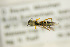  ( - BC ZSM HYM 21305)  @12 [ ] CreativeCommons - Attribution Non-Commercial Share-Alike (2019) SNSB, Staatliche Naturwissenschaftliche Sammlungen Bayerns ZSM (SNSB, Zoologische Staatssammlung Muenchen)