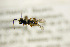  ( - BC ZSM HYM 21309)  @12 [ ] CreativeCommons - Attribution Non-Commercial Share-Alike (2019) SNSB, Staatliche Naturwissenschaftliche Sammlungen Bayerns ZSM (SNSB, Zoologische Staatssammlung Muenchen)